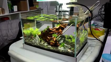 小型水草缸造景 西瓜视频